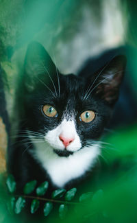 Close-up portrait of cat