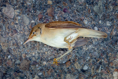 High angle view of bird on rock