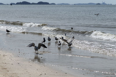 Seagulls on beach