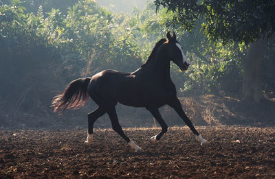 Full length of a horse