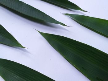 High angle view of leaves on plant