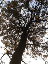 Low angle view of tree against sky