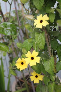 Close-up of yellow flowers blooming outdoors