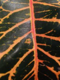 Full frame shot of an animal