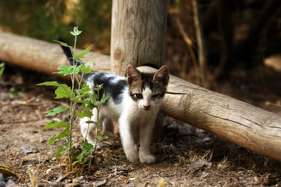 Portrait of a cat on tree trunk