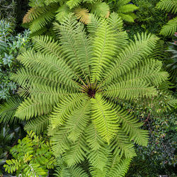 Full frame shot of pine tree