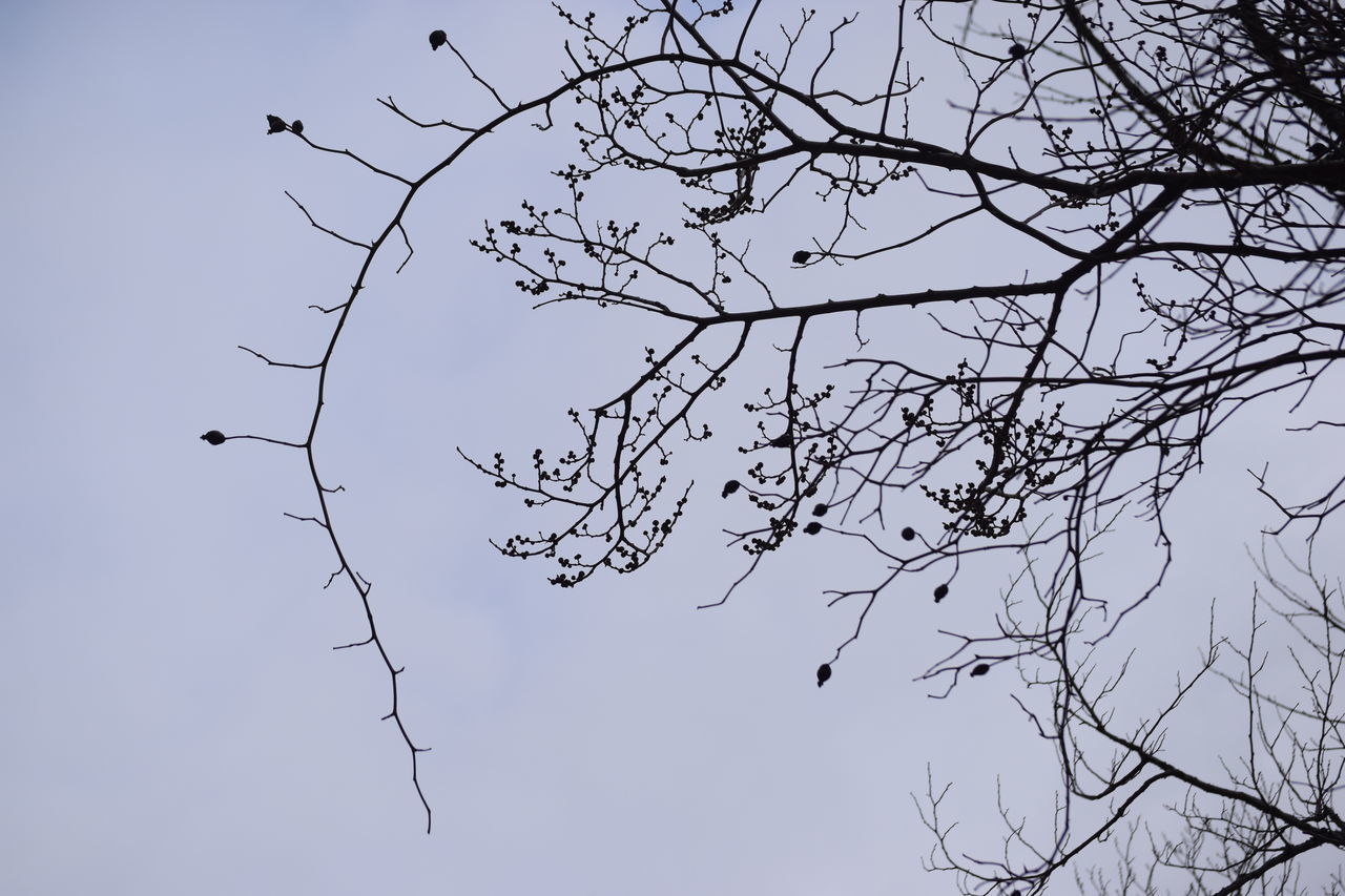 LOW ANGLE VIEW OF SILHOUETTE BIRD FLYING OVER BARE TREE