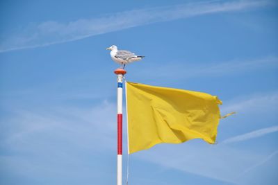 Low angle view of bird flying against blue sky