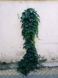 Close-up of ivy growing on plant