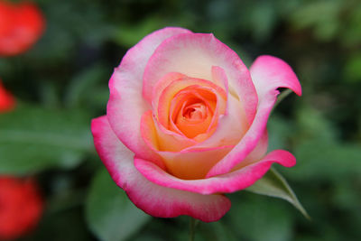 Close-up of pink rose blooming outdoors