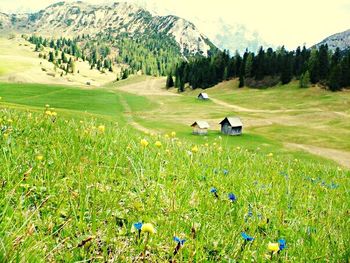 Scenic view of grassy field