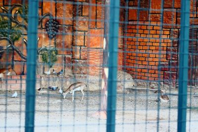 View of monkey in cage at zoo