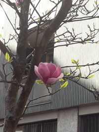 Close-up of pink flowering plant against building