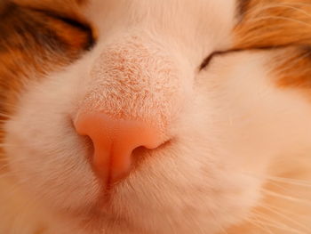 Close-up of cat sleeping