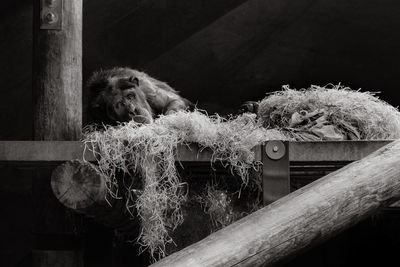 Portrait of monkey resting on wood