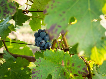 Close-up of grapes growing on tree