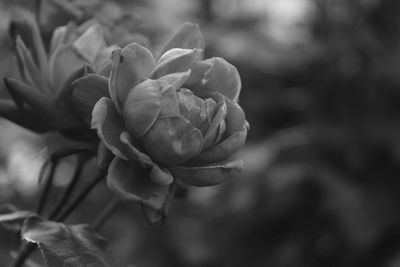 Close-up of flower blooming outdoors