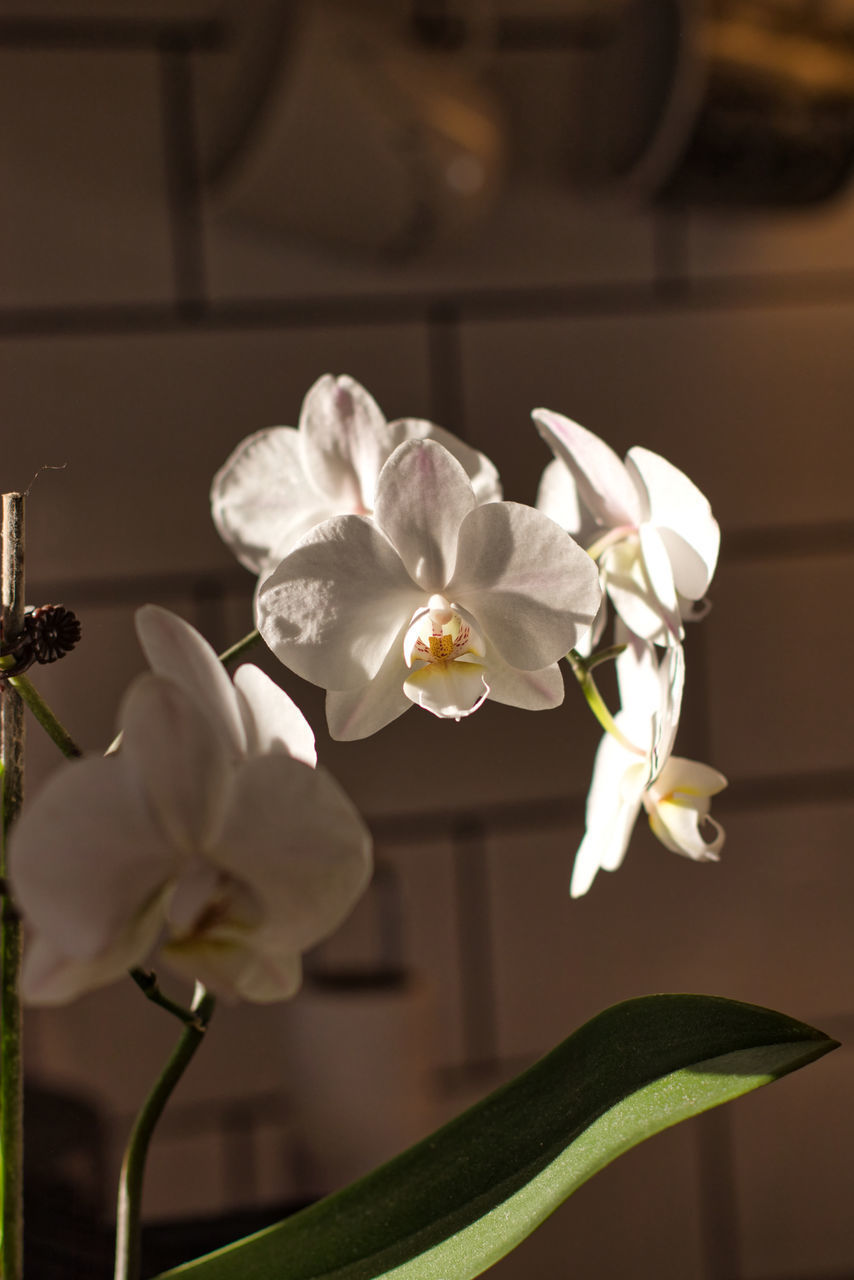 CLOSE-UP OF WHITE FLOWERS