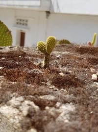 Close-up of cactus