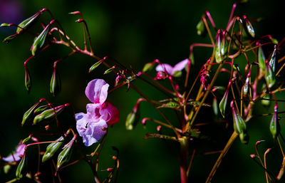 Close-up of flowers blooming outdoors