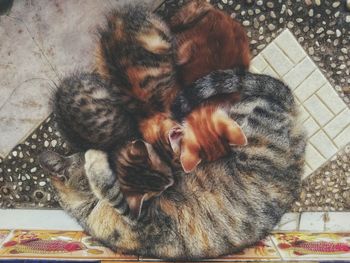 High angle view of dog relaxing on floor