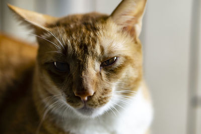 Close-up portrait of cat