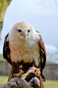 Close-up of owl perching outdoors