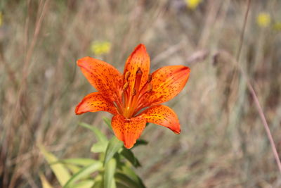 Close-up of orange flower on field