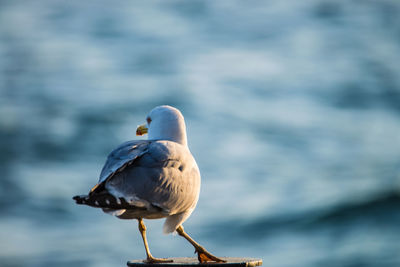 Close-up of bird perching against sea