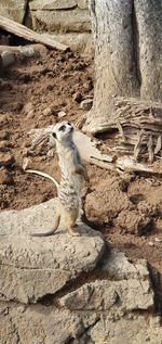 View of lizard on tree trunk