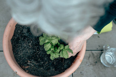 High angle view of potted plant