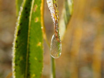 Close-up of wet plant