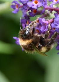 Close-up of bee on purple flower
