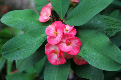 Close-up of wet pink flowering plant leaves
