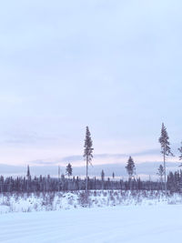 Trees on snow covered field against sky, view from napapiiri arctic circle