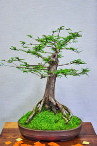 bonsai