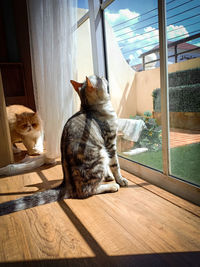Cat sitting on wooden floor