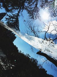 Low angle view of trees against clear sky