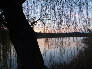 Reflection of bare trees in water