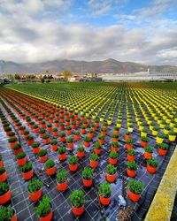 Scenic view of agricultural field against sky