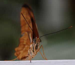 Close-up of insect