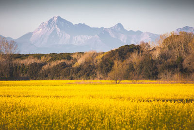 Scenic view of field against sky