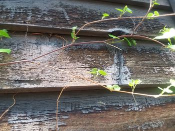 Close-up of ivy growing on wall