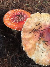 High angle view of fly agaric mushroom