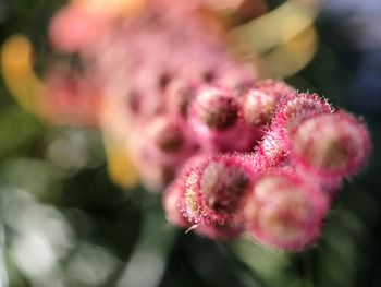 Close-up of pink flower