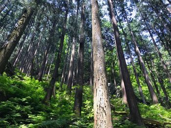Low angle view of bamboo trees in forest