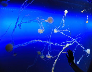 Close-up of jellyfish swimming underwater