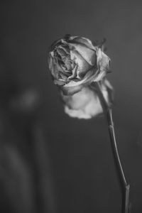 Close-up of wilted rose