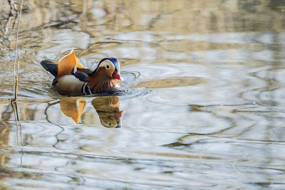 Duck swimming in lake