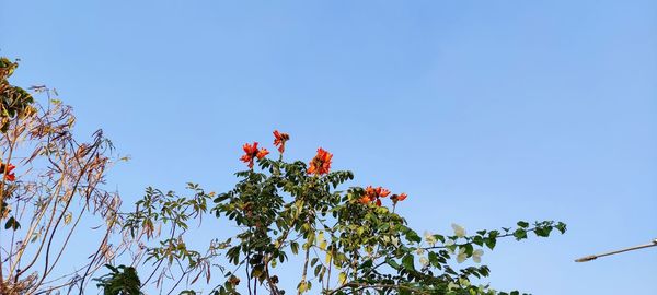 Low angle view of flowering plants against clear blue sky